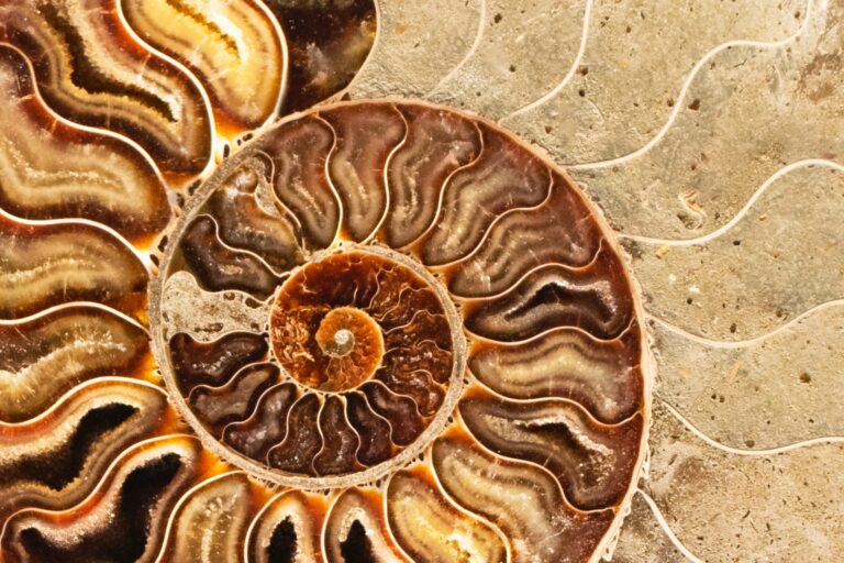 Ammonite in Crystal Healing: How to Use It for Balancing Energy
