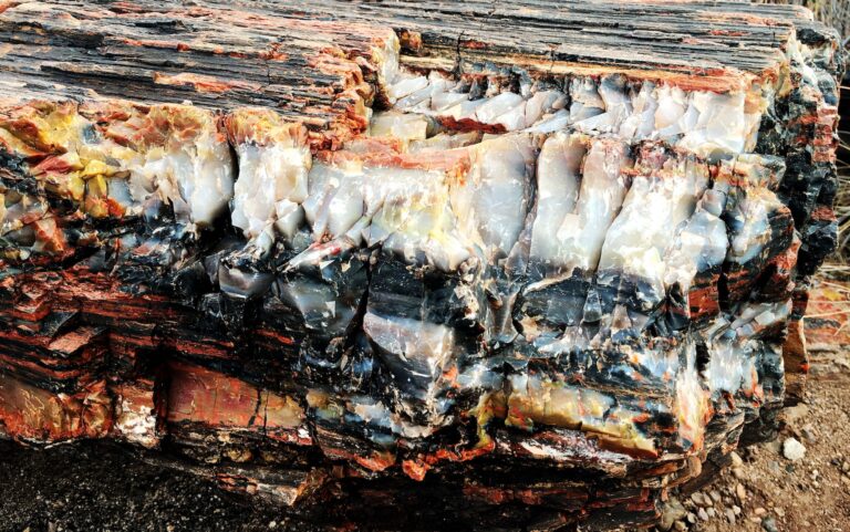 The Grounding Power Of Petrified Wood: Exploring Its Benefits