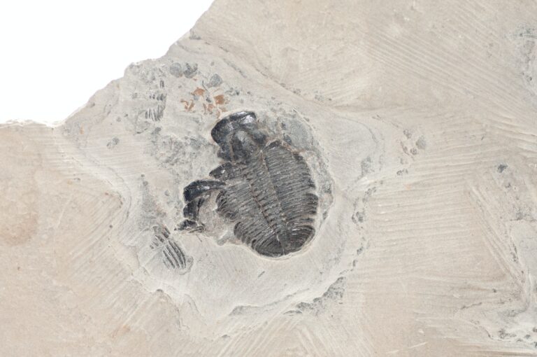 Unearthing The Ancient Secrets: The Healing Power of Trilobite Fossils